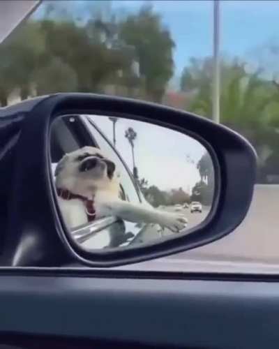 Have a dog video :)