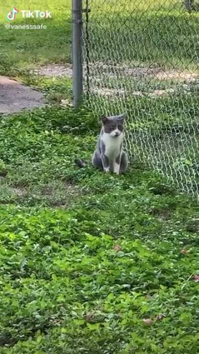Look! A distraction!