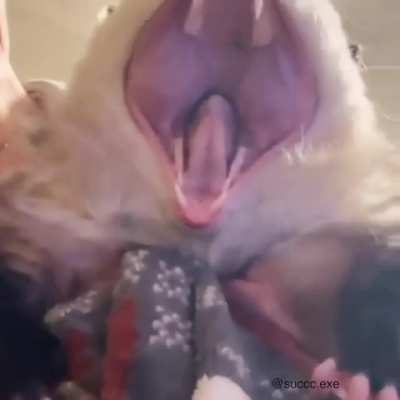 oh poss, ummm.