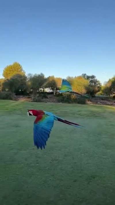 Magnificent, Majestic Macaw's In Flight...