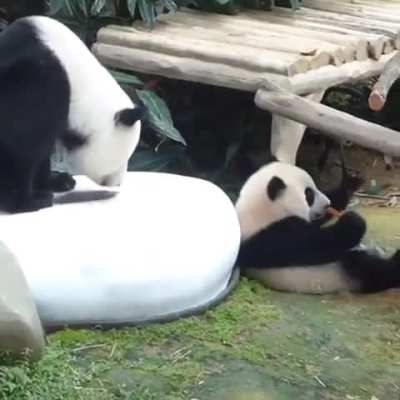 Panda maintains balance