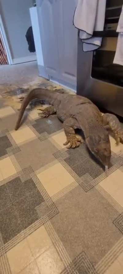 Giant Lizard leaves a nasty surprise...