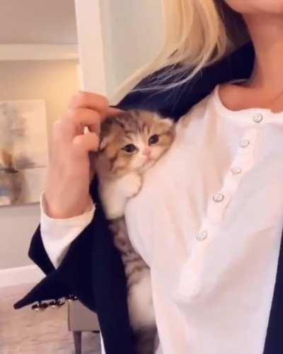 This kitten chose the best place