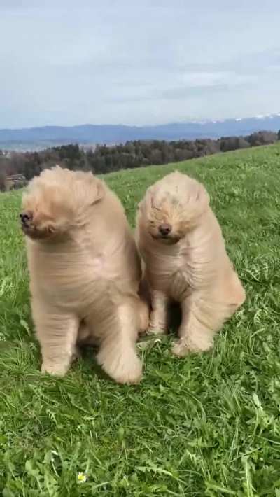 Heckin Wimdy