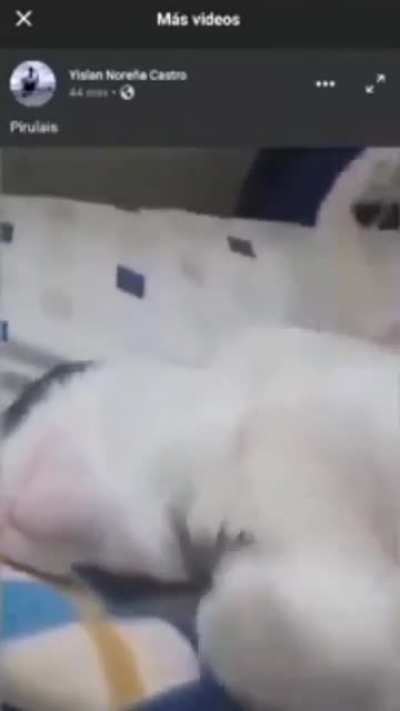 pirulais