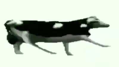 بقرة سيمان الذوق السليم