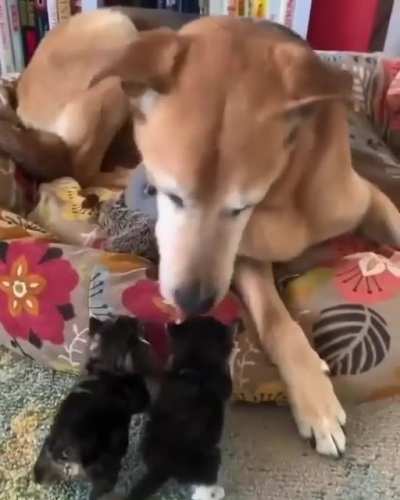 Are you mommy?