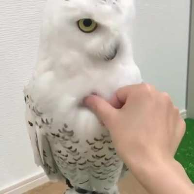 Coruja MonkaW