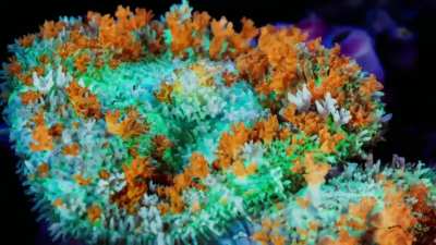 Coral Beauty