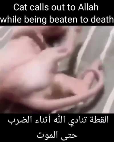halal bingus