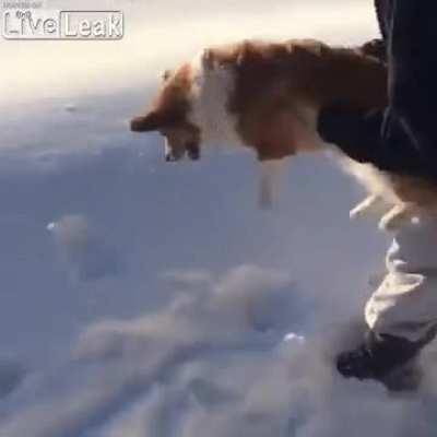 Why Are You Throwing the Dog Without a Parachute?