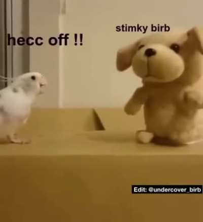 Rude teddy bear