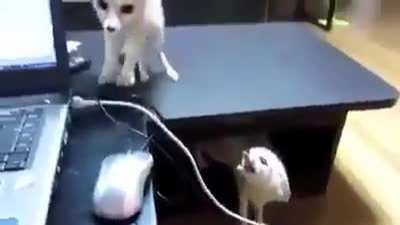 Yay foxxo screams