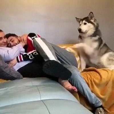 Doggo and family