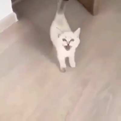 Gato