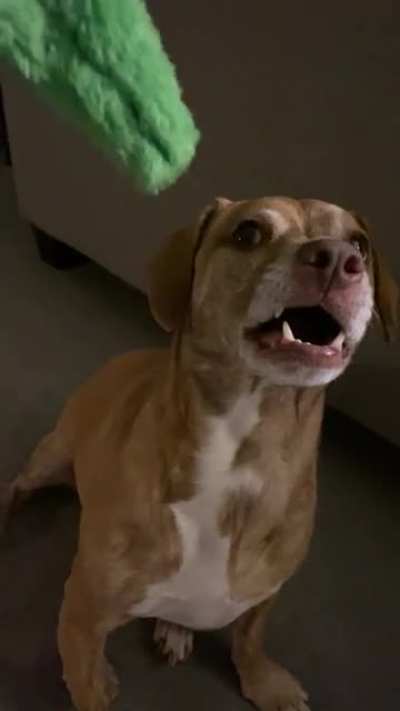 My dog stole from my stash. Things got weird.