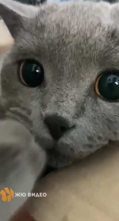 What would you call this little kitty?