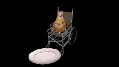 un gato en el espacio tiempo. disfrutenlo