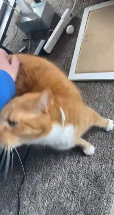 My boyfriend’s cat is a certified squeaker