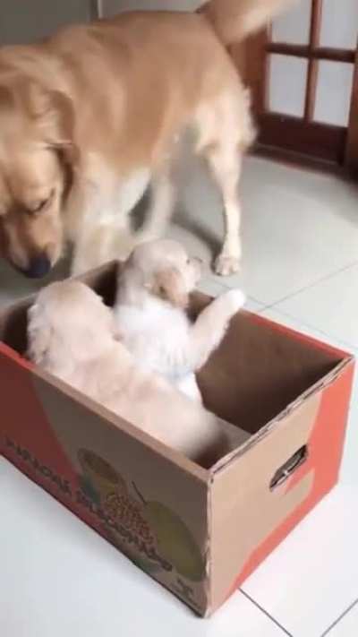 Golden retriever meets new puppies
