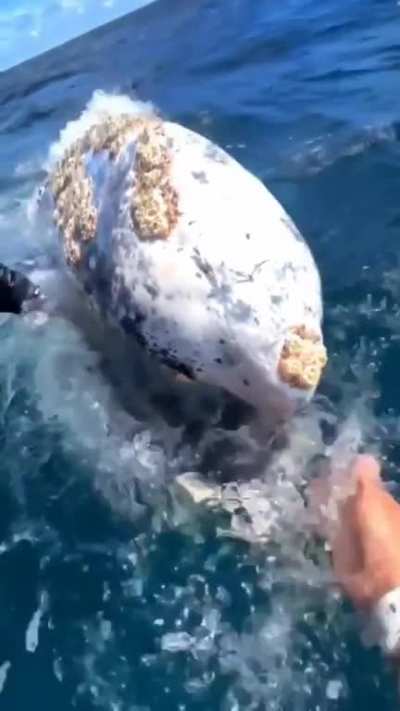 Who's a good whale