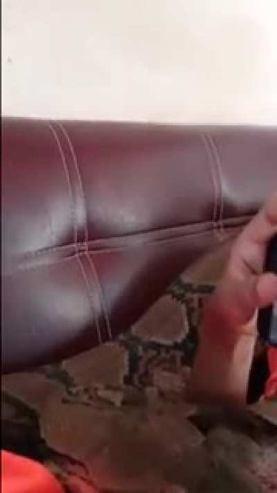Snake couch