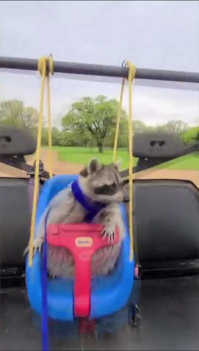 Racoon Vibes