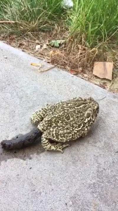 i thought it would be just a little ball