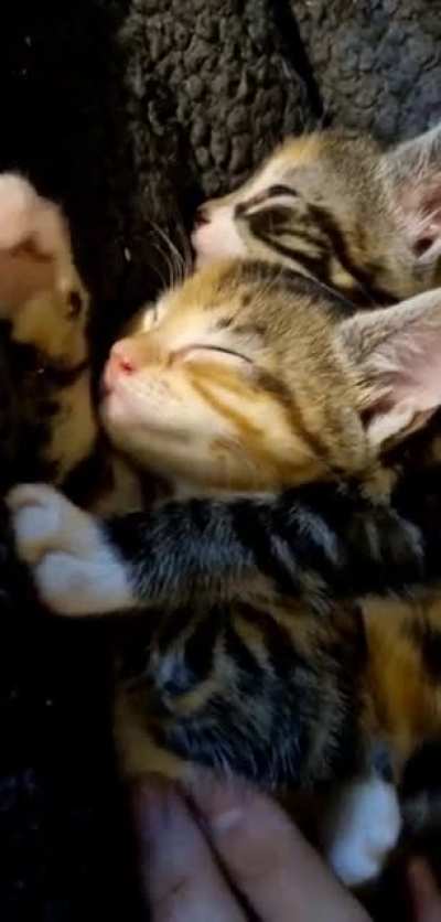 My sweet girls