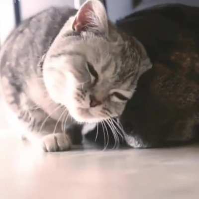 Kitty knows pup needs some love