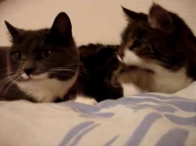 Lazy cats