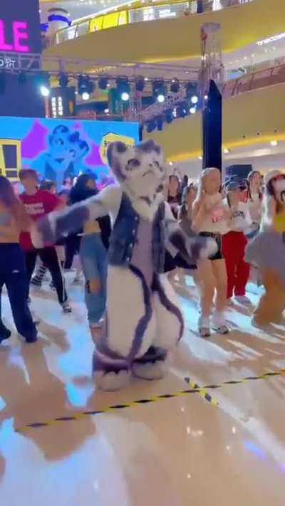 OMG ð³ Seraqueen's cat Bao auditioning to be the next collab for K/DA ð¤©ð¤­ 
