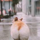 I've taken too many photos of my corgi's butt over the past few years.