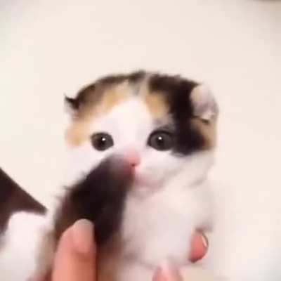 Eating the tail