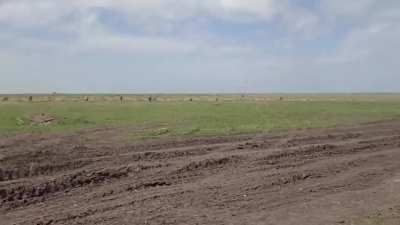 Ukrainian Stryker Infantry Carrier Vehicles.