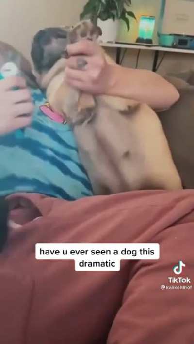 My dogs can relate