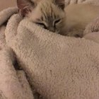 Smol Tap