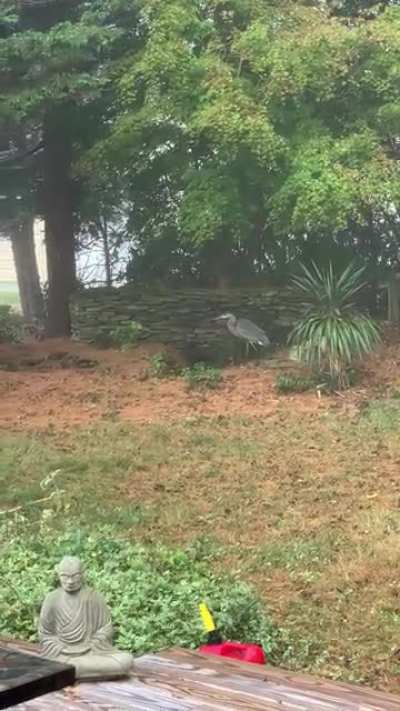 Blue heron stalking my frog pond.