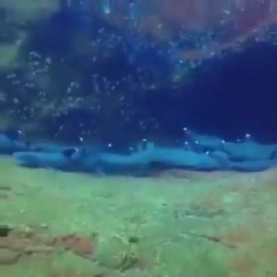 🔥 Guy filming resting Sharks & then...