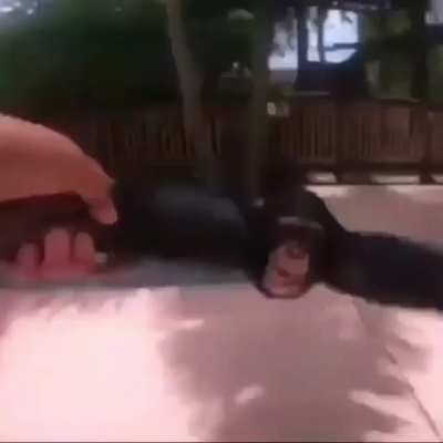 Swinging Chimp 🦍