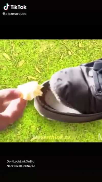 Shoe