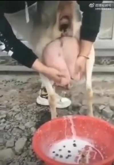 Cursed_Boba_Tea