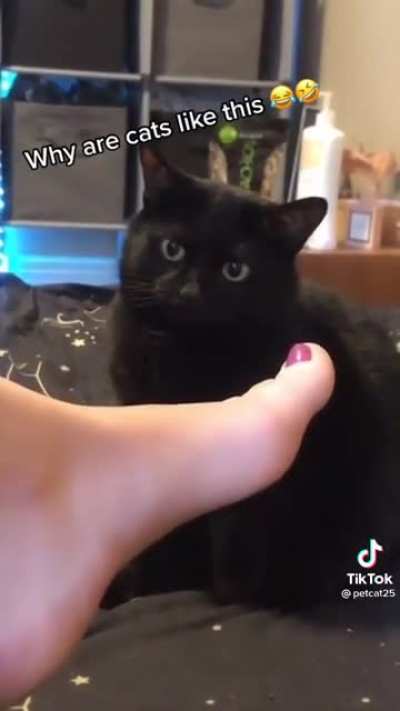My cat always does this to me!