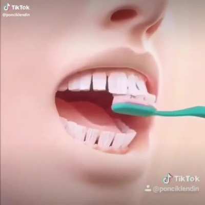 Teeth
