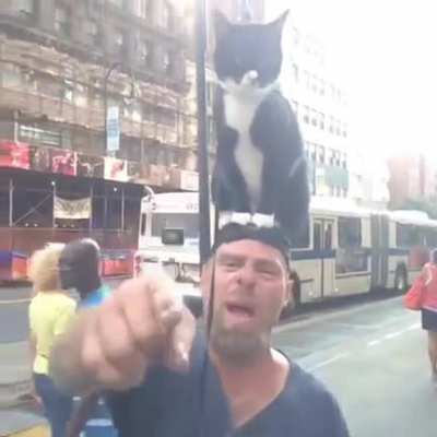 gato rule