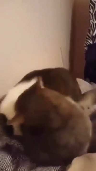 I found a new dp worthy of a video for this subreddit