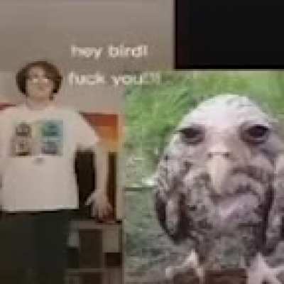 moldy bird