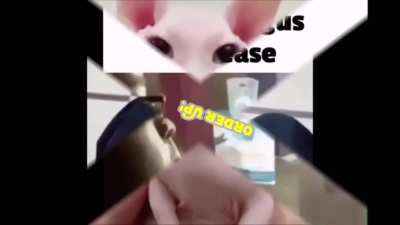 Bingus rule