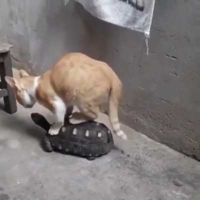 Вези меня большая череп<wbr>аха..<wbr>.