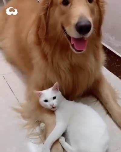 dont touch my dog